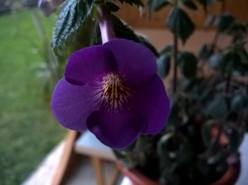 Extravaganza - Achimenes si Achimenantha 2019