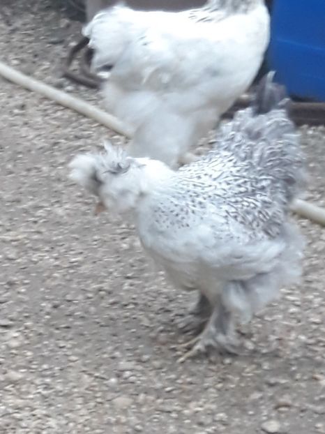  - Gaini motate barboase