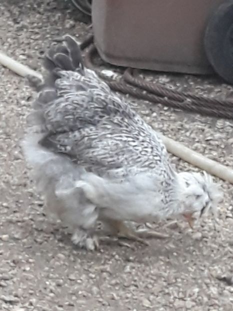  - Gaini motate barboase