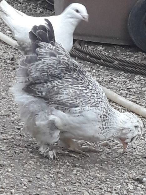  - Gaini motate barboase