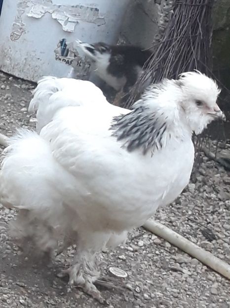  - Gaini motate barboase