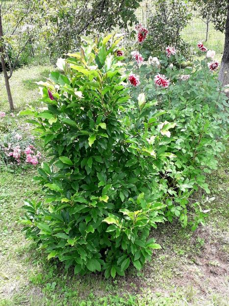  - AAAAA_MAGNOLIA SUSAN 2015_2017_2018_2019_2020_2024_2025