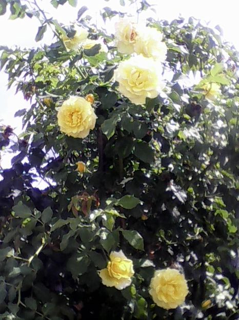  - GAINI ITALIENE 2019 DE VANZARE