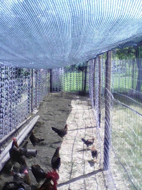  - GAINI ITALIENE 2019 DE VANZARE