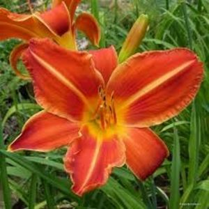 Shola 8 - Epuizat-000 Hemerocallisi disponibili 2019