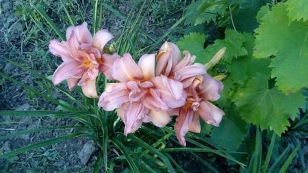 NN2-15 - Epuizat-000 Hemerocallisi disponibili 2019