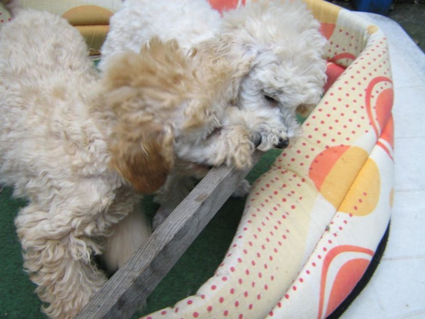  - MUKY_ ceva special