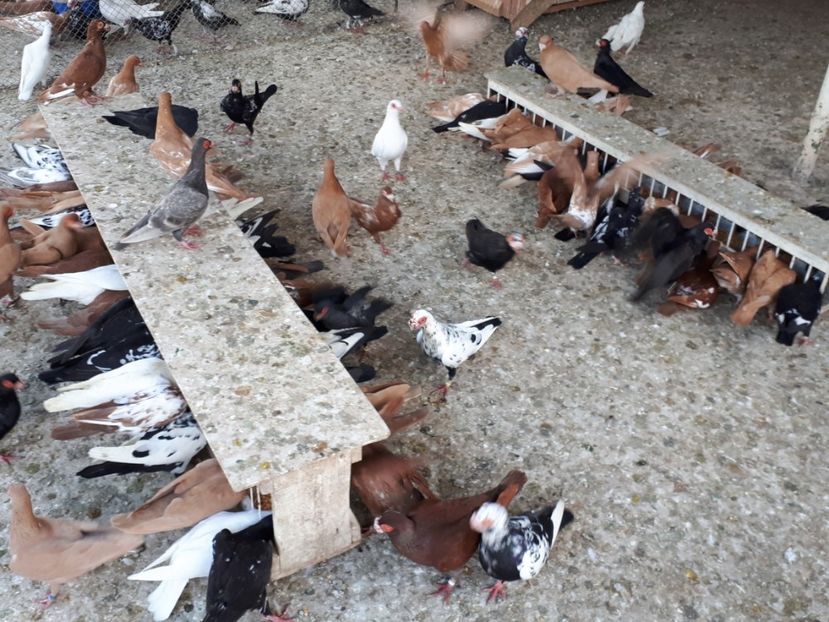  - I _ carunculați 2019