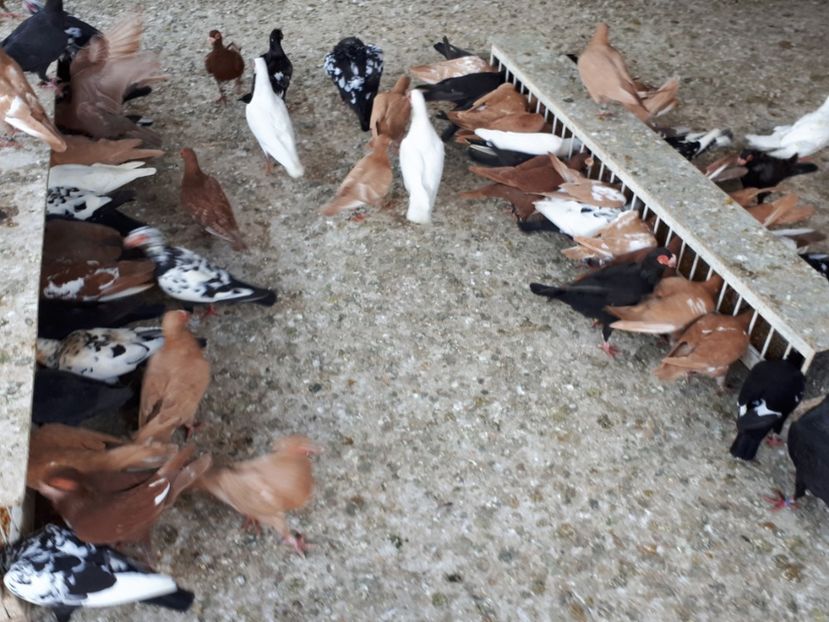  - I _ carunculați 2019