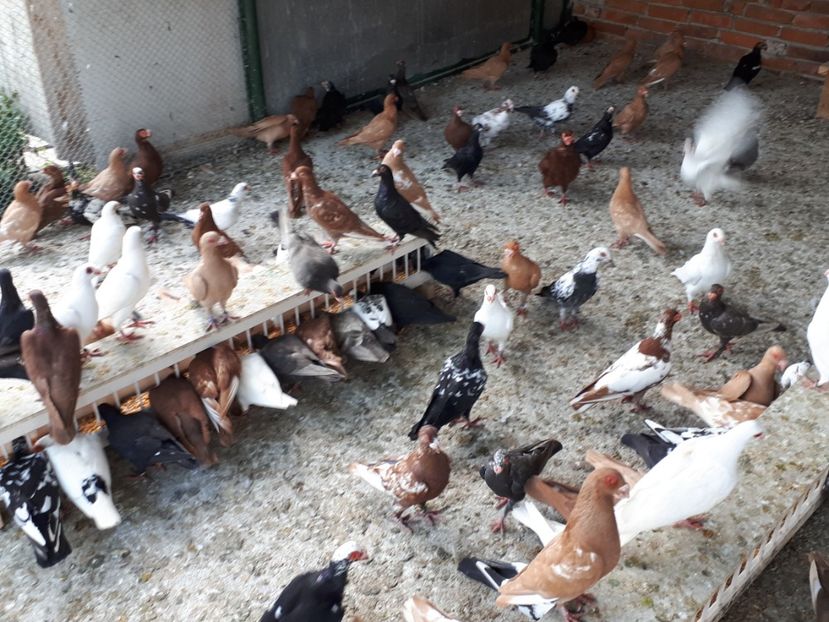  - I _ carunculați 2019