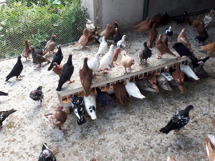  - I _ carunculați 2019