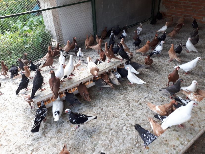  - I _ carunculați 2019