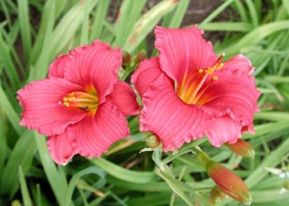 Siloam Red Toy 8 - Epuizat-000 Hemerocallisi disponibili 2019