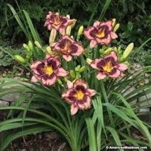 Epuizat-Simmons ouverture 15 - Epuizat-000 Hemerocallisi disponibili 2019