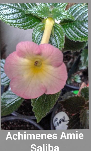 13/  Amie Saliba - 2019 - ACHIMENES