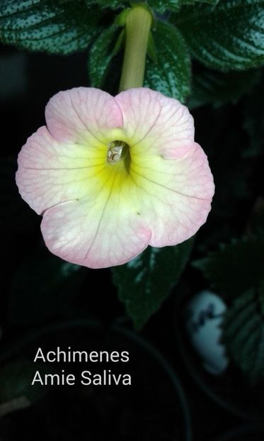 13/  Amie Saliba - 2019 - ACHIMENES