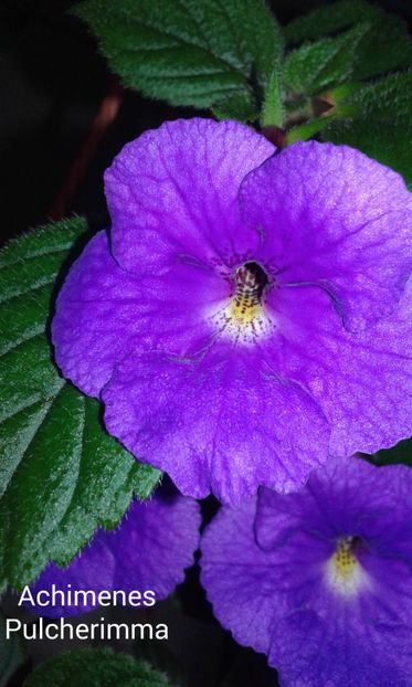 12 / Pulcherimma - 2019 - ACHIMENES