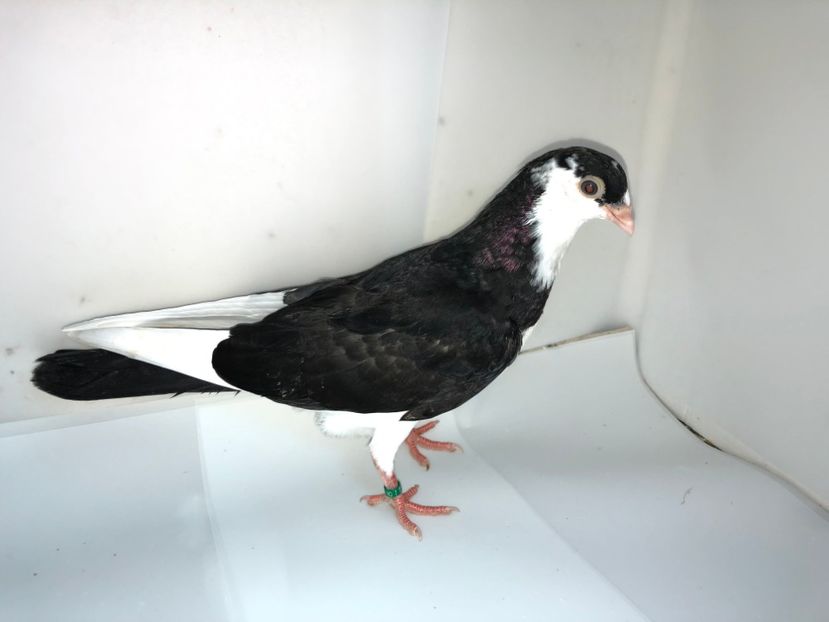 6986  femelă  2019 - Plecați ALBUM 2