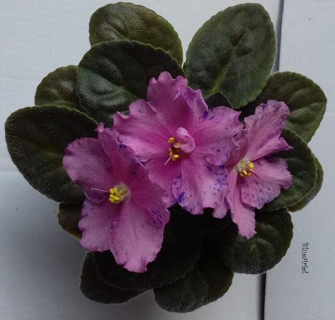 2019 - Playful Spectrum