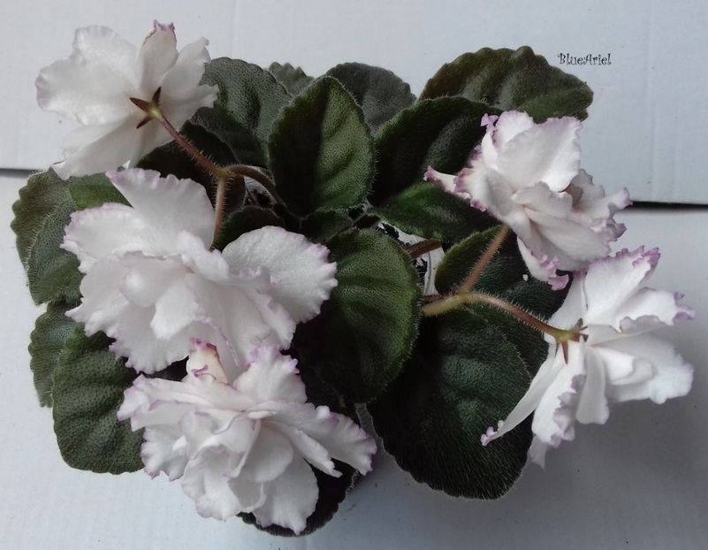 2019 - Fredette s Sweet Jenny