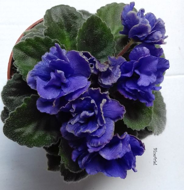 2019 - Lyon_s Little Sweetheart