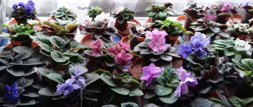 2019 - VIOLETE AFRICANE 2010 - 2021