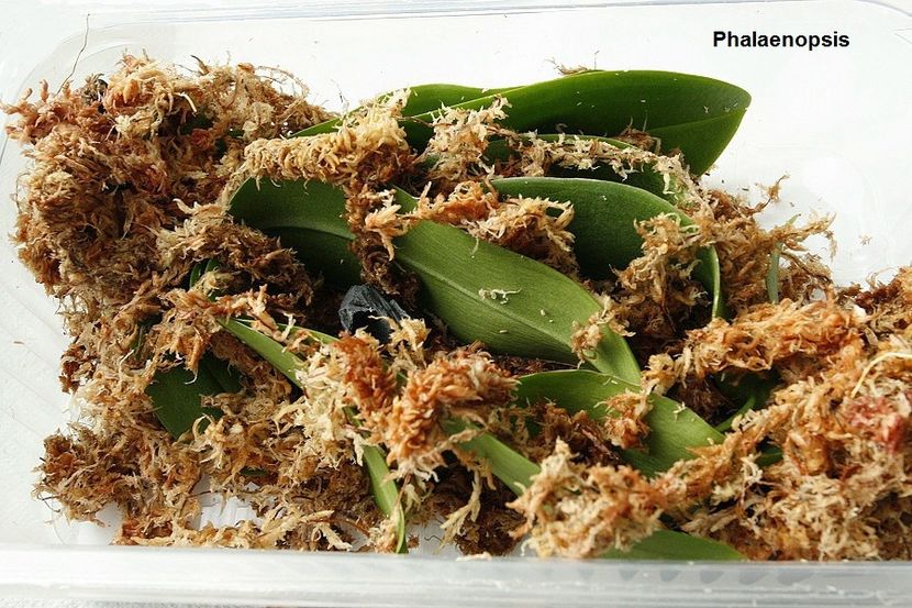 15.07.19 - 2 Transplant phalaenopsis