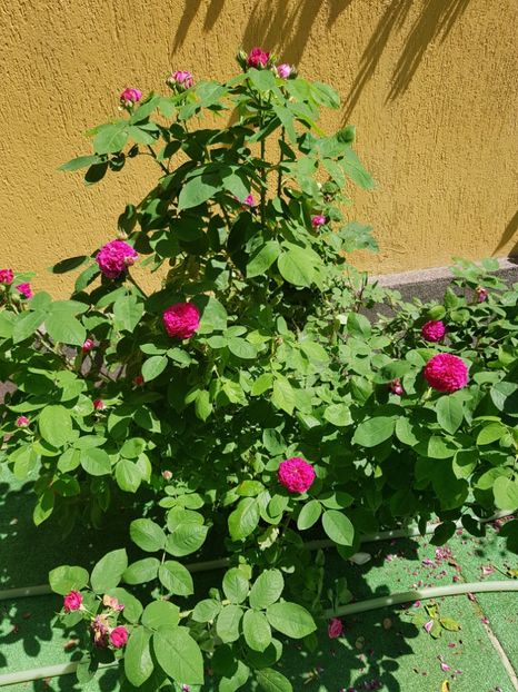  - TRANDAFIRI 2019