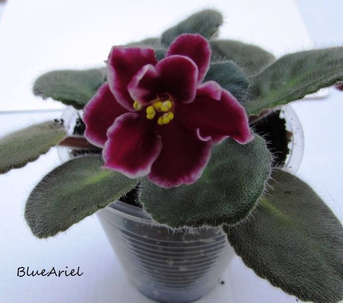 2019 - Aca_s Pink Delight