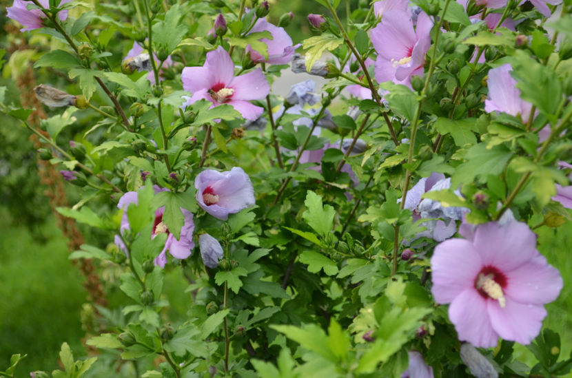  - dragostea  de natura