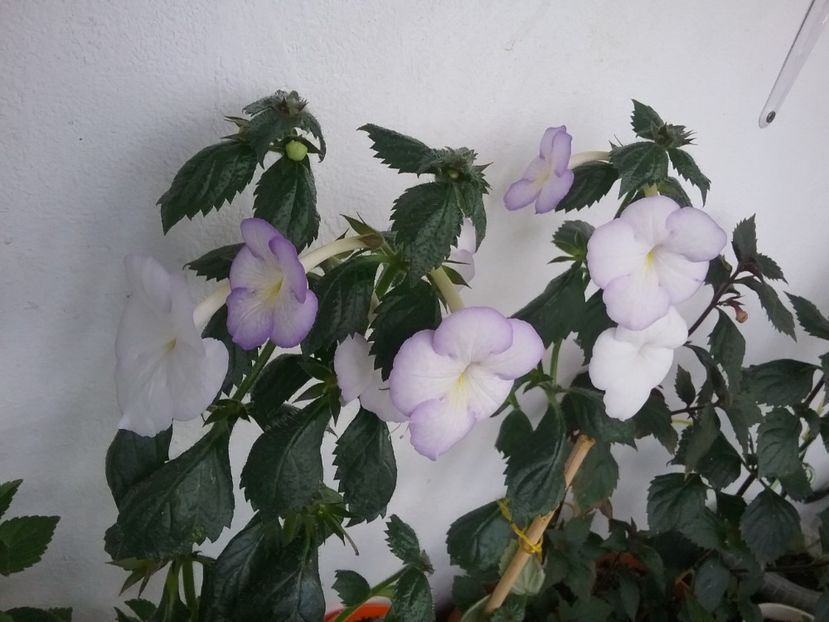  - MORNING DRIZZLE