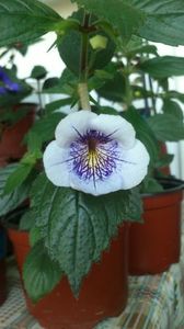  - Ambroise Versafelt