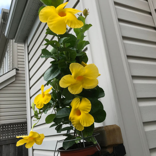  - Jurnalul gradinii 2019