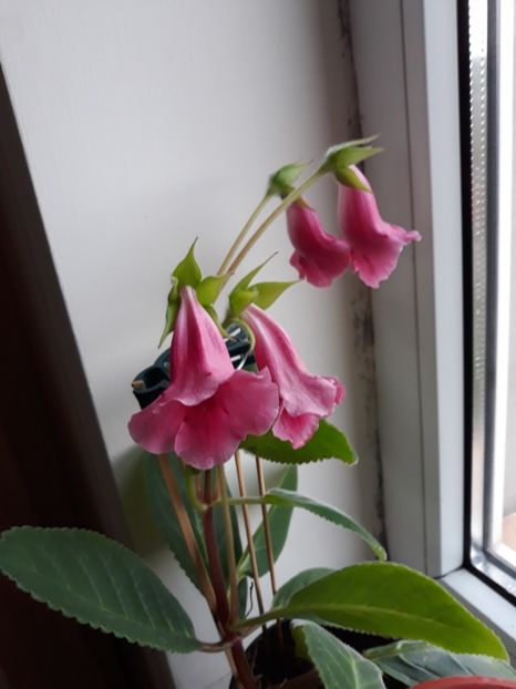  - gloxinii_2019