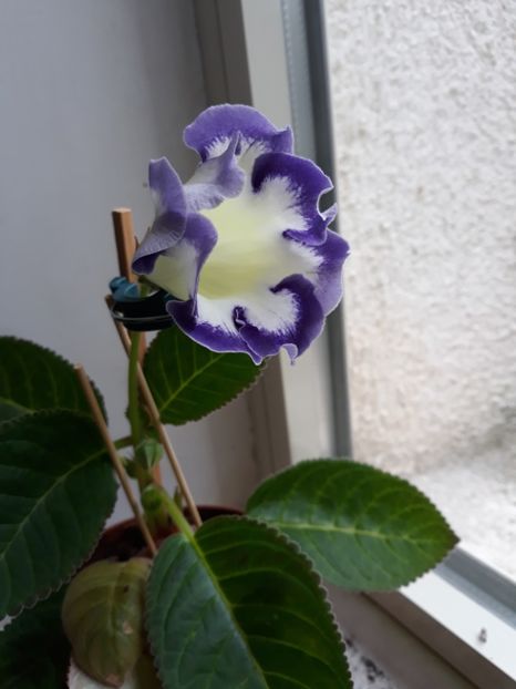  - gloxinii_2019