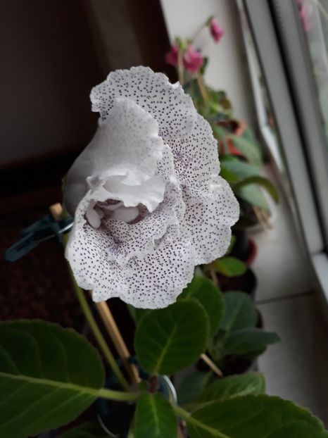  - gloxinii_2019
