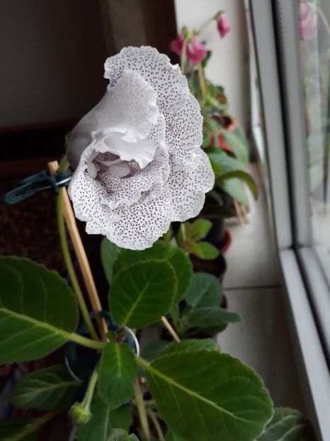 - gloxinii_2019