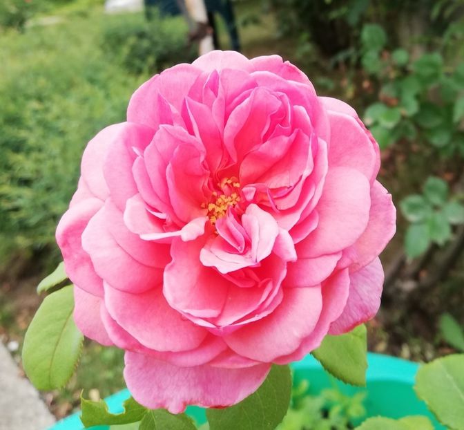  - Princess Alexandra of Kent