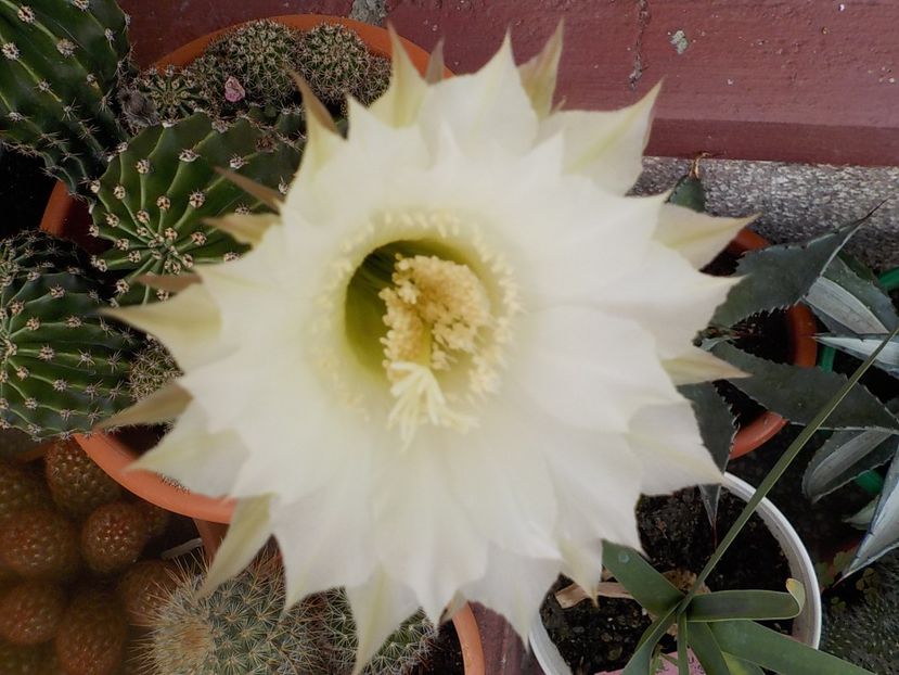  - echinopsis oxygona