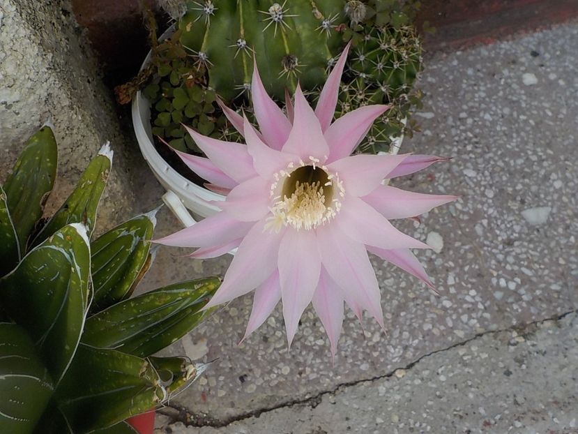  - echinopsis oxygona