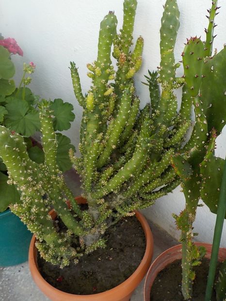  - astrocylindropuntia subulata