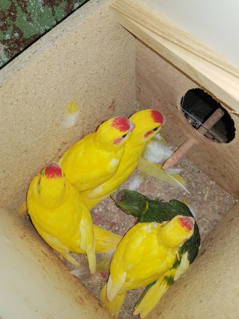  - Pui - Kakariki
