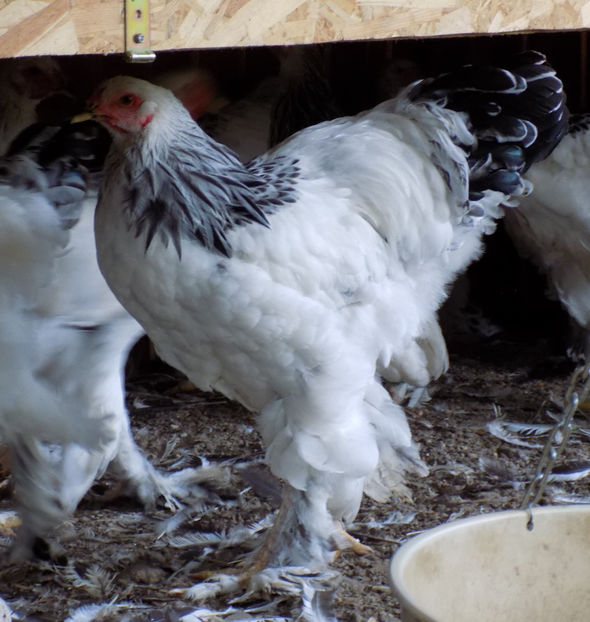  - VIITOR SPERANTE PTR 2020