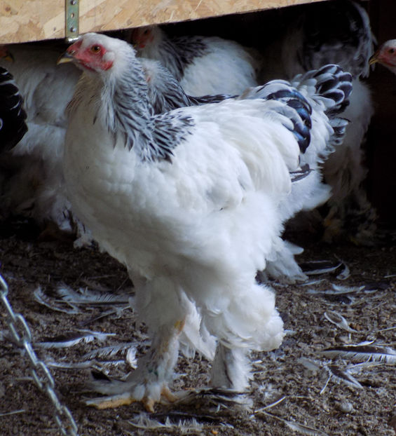  - VIITOR SPERANTE PTR 2020