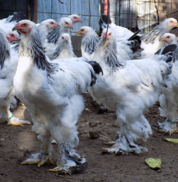  - VIITOR SPERANTE PTR 2020