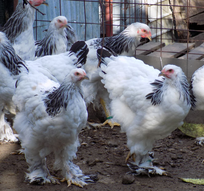  - VIITOR SPERANTE PTR 2020