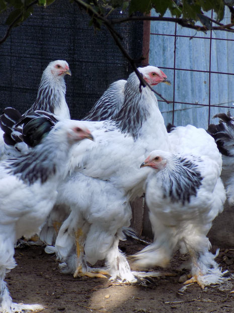  - VIITOR SPERANTE PTR 2020