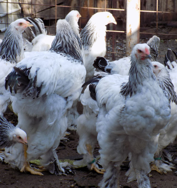  - VIITOR SPERANTE PTR 2020