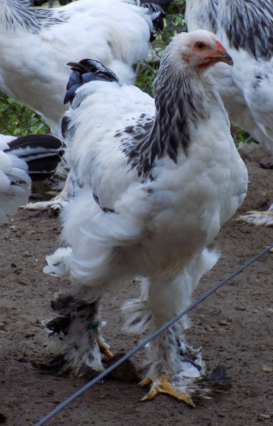  - VIITOR SPERANTE PTR 2020