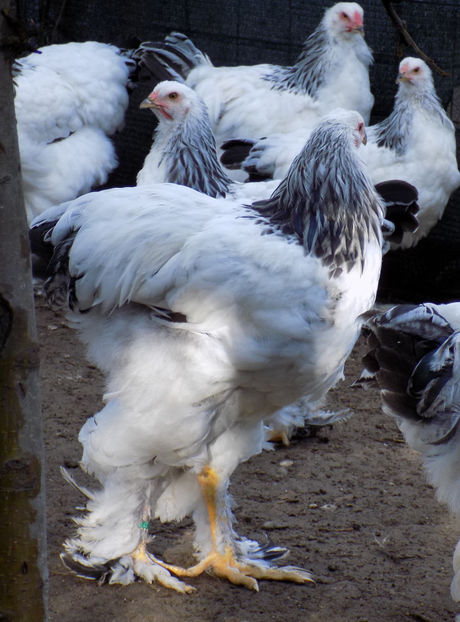  - VIITOR SPERANTE PTR 2020